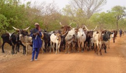 Pastoralism in dryland areas